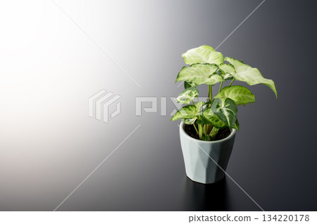 Foliage plant  134220178