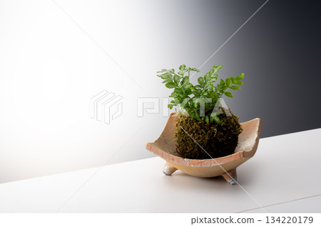 Foliage plant  134220179