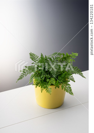 Fern 134220181