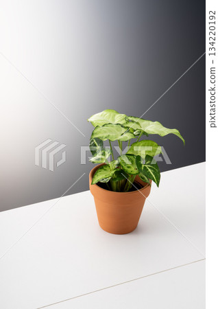 葉子植物 134220192