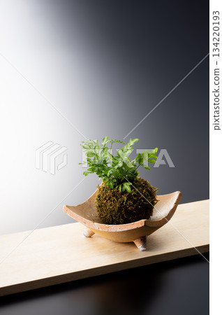 葉子植物 葉子植物 134220193