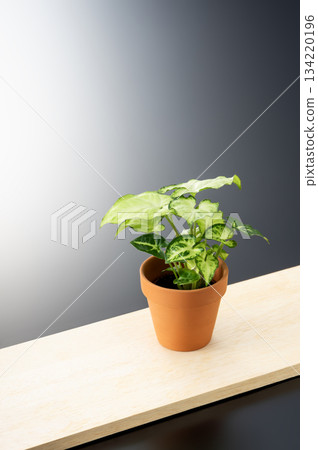 Foliage plant Foliage plant 134220196