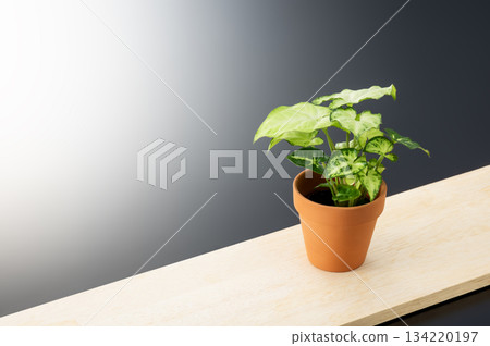 Foliage plant Foliage plant 134220197
