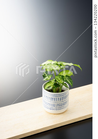 Foliage plant Foliage plant 134220200