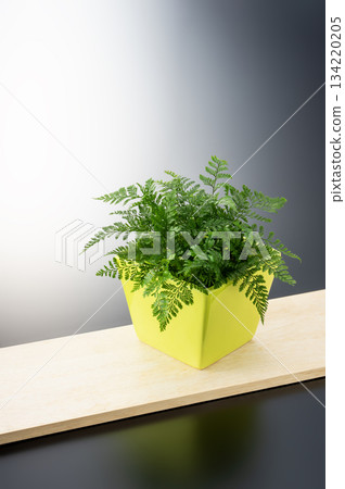 Fern 134220205