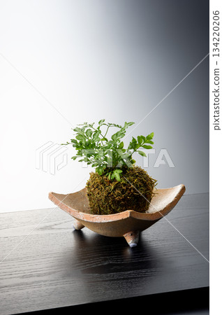Foliage plant Foliage plant 134220206