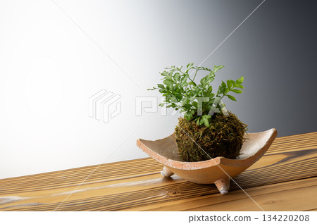 Foliage plant  134220208