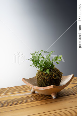 葉子植物 葉子植物 134220209