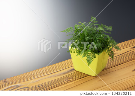 蕨類 蕨類 134220211