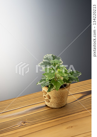 Ivy Ivy 134220213