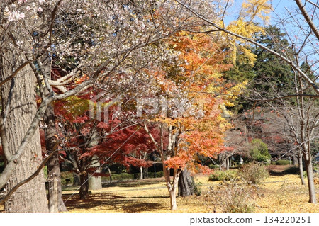 十月櫻花 134220251