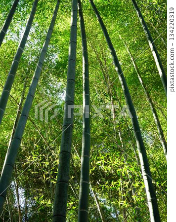 Sagano,京都的竹林 Sagano,京都的竹林 134220319