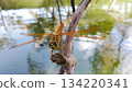 A golden dragonfly perched on a branch. 134220341