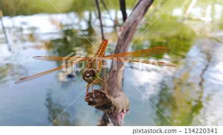 A golden dragonfly perched on a branch. A golden dragonfly perched on a branch. 134220341