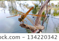 A golden dragonfly perched on a branch. 134220342
