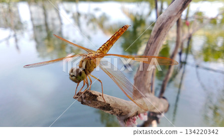 A golden dragonfly perched on a branch. 134220342