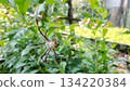 A spider perches on its web stretched among the bright green leaves of a lush garden. 134220384