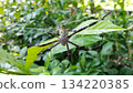 A spider perches on its web stretched among the bright green leaves of a lush garden. 134220385