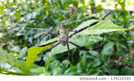A spider perches on its web stretched among the bright green leaves of a lush garden. A spider perches on its web stretched among the bright green leaves of a lush garden. 134220385