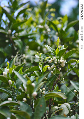 春日溫州蜜柑的白色花苞和綠色葉子 134220388