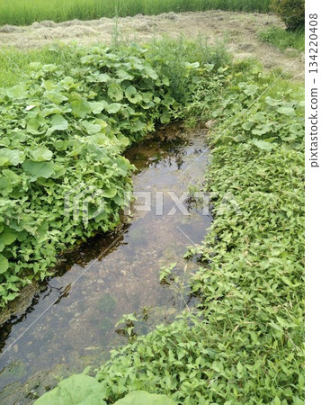 以鎌倉時代傳說命名的泉水:岩手縣花捲市笹間郡茂水 以鎌倉時代傳說命名的泉水:岩手縣花捲市笹間郡茂水 134220408