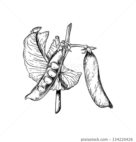 Vector illustration of a sweet, green pea plant with two pods. One open to reveal round peas inside. The hand drawn black and white sketch of plant in a botanical style. The detailed linework. Vector illustration of a sweet, green pea plant with two pods. One open to reveal round peas inside. The hand drawn black and white sketch of plant in a botanical style. The detailed linework. 134220426