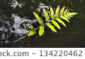 Green Fern Leaf Floating on Dark Water Surface 134220462