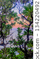 The sea seen from behind the trees 134220492