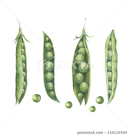 Simple set with open pods and seeds of green peas. Watercolor illustration hand drawn and isolated on a white background. Perfect for postcards, posters, other polygraph, design of tableware, textile 134220594