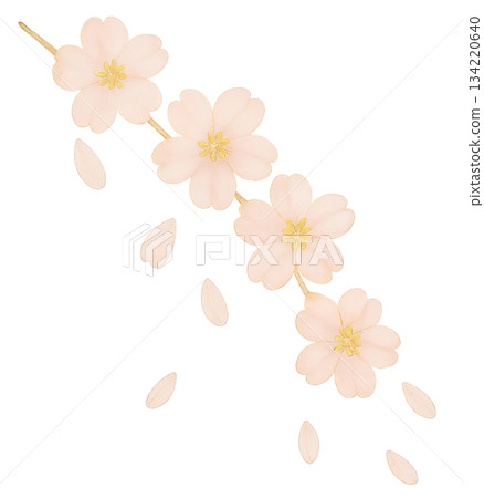 A spring background decorated with cherry blossoms and petals falling on the bottom left, A gentle spring design with soft cherry blossoms and petals falling, A spring background decorated with cherry blossoms and petals falling on the bottom left, A gentle spring design with soft cherry blossoms and petals falling, 134220640