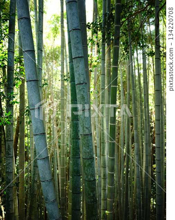 Bamboo grove in Sagano, Kyoto 134220708