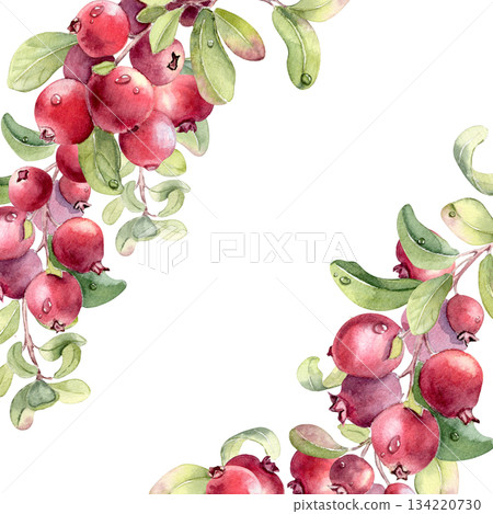 Watercolor of fresh ripe red fruits and green leaves with water drops on white background. Lingonberry clusters hand drawn for card design. Corner frame with superfood cowberries illustration. Watercolor of fresh ripe red fruits and green leaves with water drops on white background. Lingonberry clusters hand drawn for card design. Corner frame with superfood cowberries illustration. 134220730