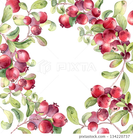 Watercolor illustration of a lingonberry branch isolated on white. Botanical frame with clusters of red berries and soft green leaves hand drawn. Border for bright summer designs or fruit artwork. 134220737