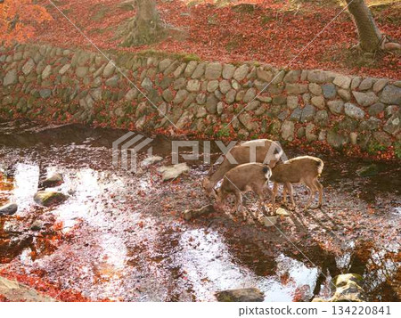 奈良東大寺的鹿群,秋葉 奈良東大寺的鹿群,秋葉 134220841