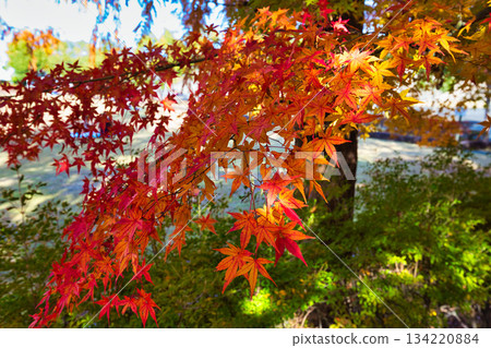 秋天色彩的城市藝術博物館 134220884
