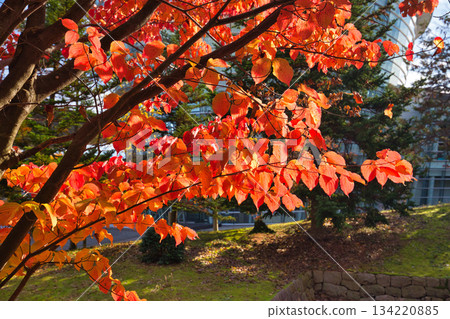 秋天色彩的城市藝術博物館 134220885