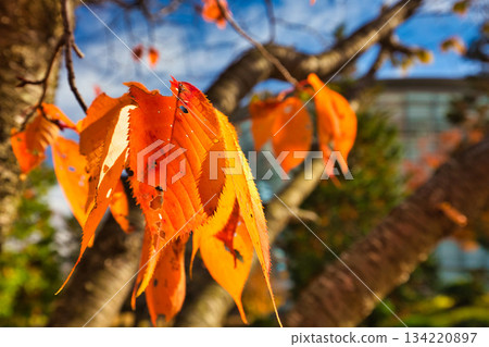秋天色彩的城市藝術博物館 134220897