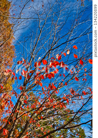 City Museum of Art in autumn colors 134220899