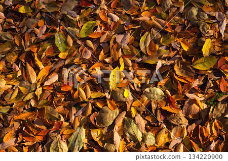 秋天色彩的城市藝術博物館 秋天色彩的城市藝術博物館 134220900