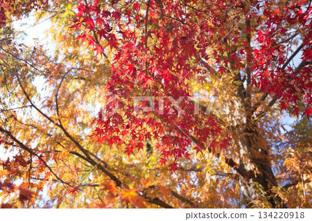 City Museum of Art in autumn colors City Museum of Art in autumn colors 134220918