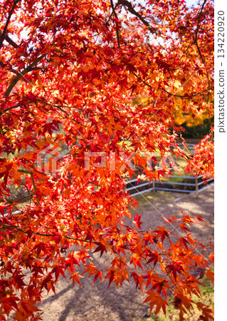 秋天色彩的城市藝術博物館 134220920