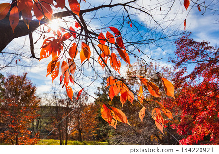 秋天色彩的城市藝術博物館 134220921