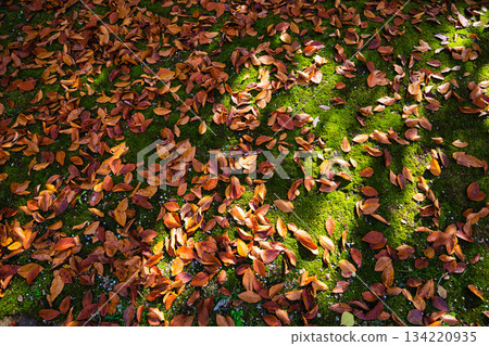 秋天色彩的城市藝術博物館 秋天色彩的城市藝術博物館 134220935