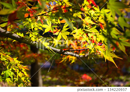 秋天色彩的城市藝術博物館 134220937
