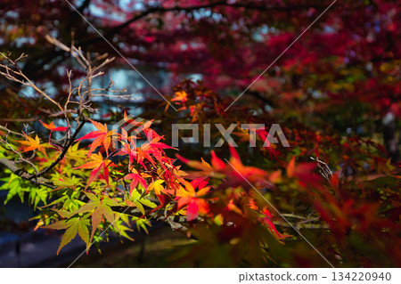 City Museum of Art in autumn colors City Museum of Art in autumn colors 134220940