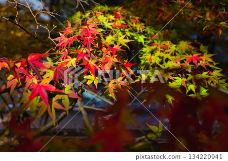 秋天色彩的城市藝術博物館 134220941