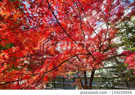 秋天色彩的城市藝術博物館 134220956
