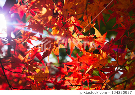 秋天色彩的城市藝術博物館 秋天色彩的城市藝術博物館 134220957