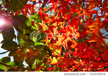 City Museum of Art in autumn colors 134220959