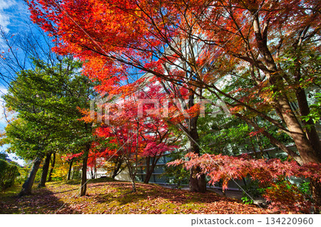 City Museum of Art in autumn colors 134220960